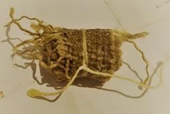 14130-rolletje-jute.jpg