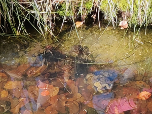 Dahinda&rsquo;s kikkerdril