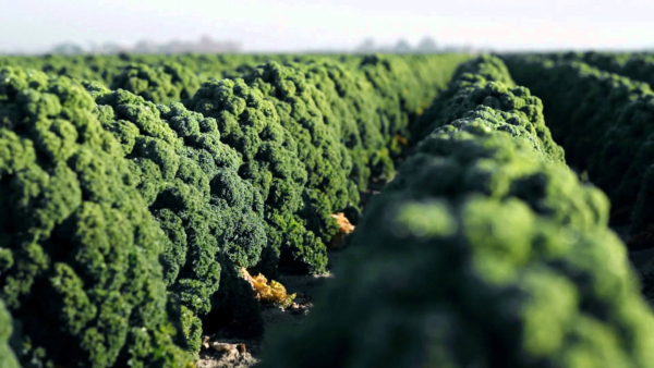 De grote stampotstrijd - Boerenkoolfuif