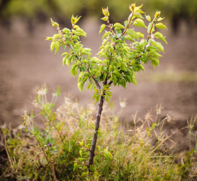 Bomen redden met Meer Bomen Nu