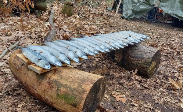 Traditioneel vis roken