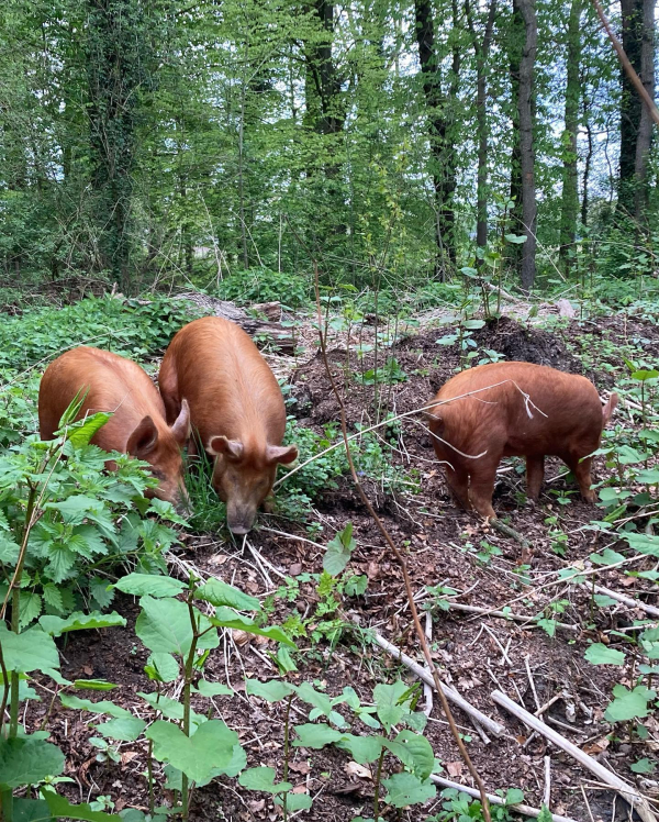 Verdwaalde boerderijdieren